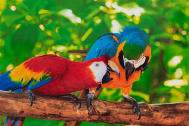 HP ENVY 6555e Parrots Picture