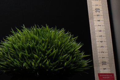 Panasonic LUMIX S1RII Sharpness Scene Crop