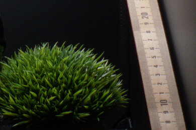 Nikon COOLPIX P950 Sharpness Scene Crop