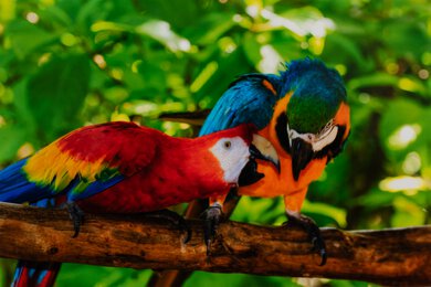 Canon PIXMA PRO-200S Parrots Picture
