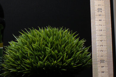 Nikon Z 30 Sharpness Scene Crop