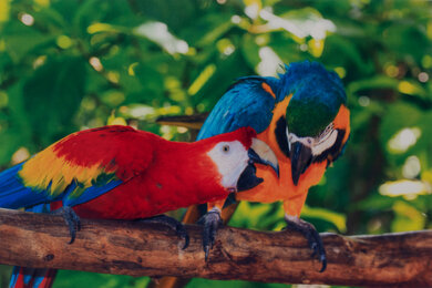 Epson EcoTank ET-2850 Parrots Picture