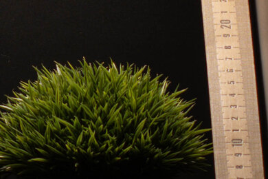 OM SYSTEM OM-5 Sharpness Scene Crop