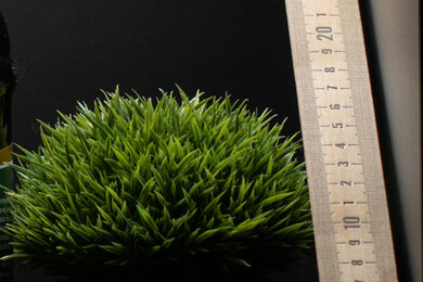 Sony α7C II Sharpness Scene Crop