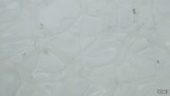 Brooks Glycerin 23 Primary Foam Picture