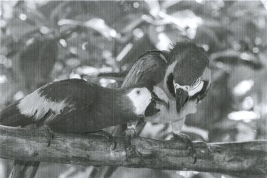 HP Neverstop Laser MFP 1202w Parrots Picture