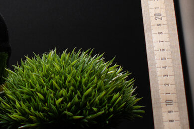 Nikon D780 Sharpness Scene Crop