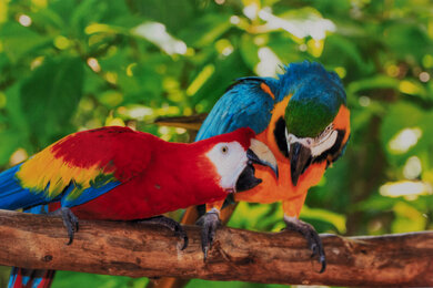 Epson EcoTank ET-2400 Parrots Picture