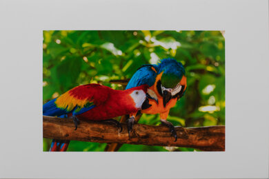 Canon PIXMA MG2522 Parrots Picture