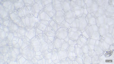ASICS METASLEEK Primary Foam Picture
