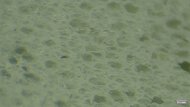 Topo Aura 2 Primary Foam Picture