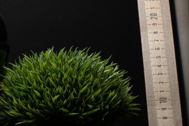 Sony α7C Sharpness Scene Crop