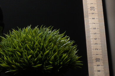 Canon PowerShot G7 X Mark III Sharpness Scene Crop