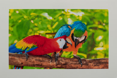 HP DeskJet 4255e Parrots Picture