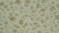 Altra Escalante 4 Primary Foam Picture