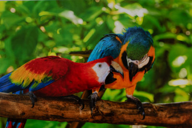 Canon imagePROGRAF PRO-310 Parrots Picture