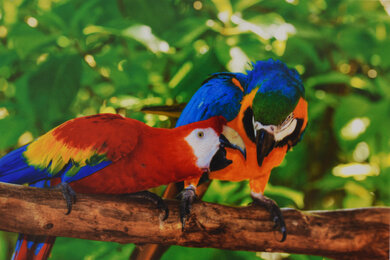 HP OfficeJet Pro 9015e Parrots Picture