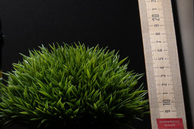 Nikon ZR Sharpness Scene Crop
