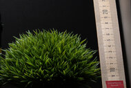 Nikon ZR Sharpness Scene Crop