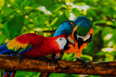 Canon PIXMA PRO-200 Parrots Picture