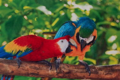 Epson Expression Home XP-4100 Parrots Picture