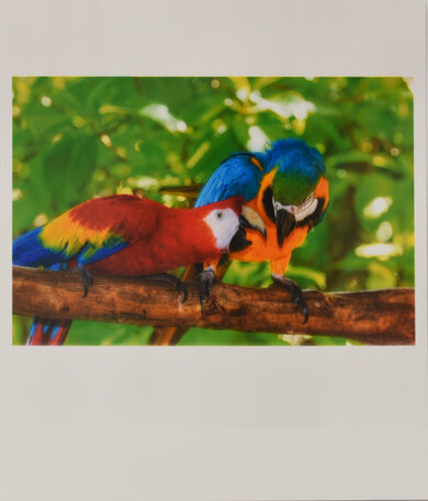 Canon SELPHY Square QX10 Parrots Picture