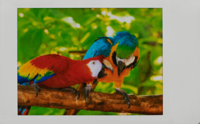 Fujifilm instax mini Link 3 Parrots Picture