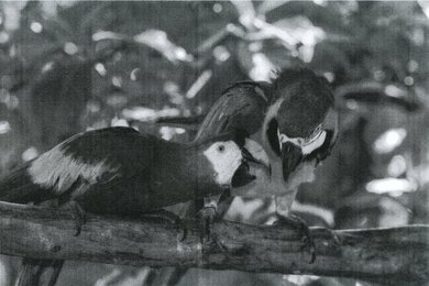 Pantum P3012DW Parrots Picture