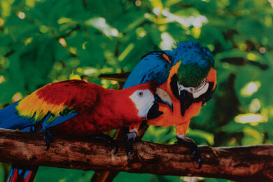 HP Color LaserJet Pro MFP 3301fdw Parrots Picture