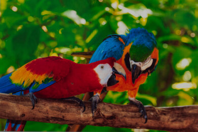 HP OfficeJet 200 Parrots Picture