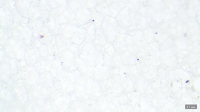 ASICS MEGABLAST Primary Foam Picture