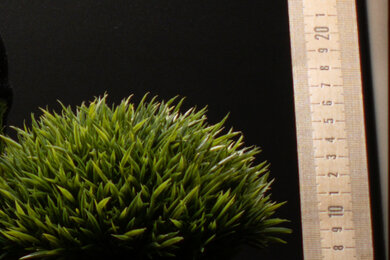 Olympus OM-D E-M1 Mark III Sharpness Scene Crop