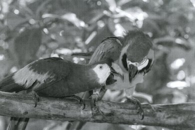 HP LaserJet Tank MFP 2604sdw Parrots Picture