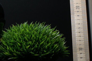 Sony α6000 Sharpness Scene Crop