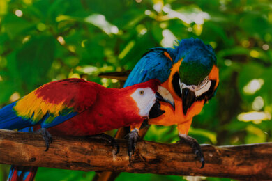 Canon PIXMA TR8620 Parrots Picture
