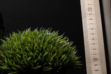 Canon EOS R Sharpness Scene Crop