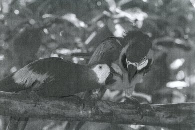 Brother HL-L2325DW Parrots Picture