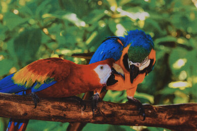 Canon imageCLASS MF743Cdw Parrots Picture