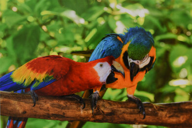 Canon imagePROGRAF PRO-300 Parrots Picture