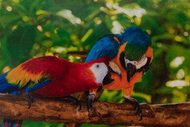 Brother MFC-J6945DW Parrots Picture