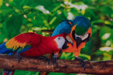 Epson Expression Home XP-5200 Parrots Picture