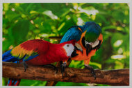 Epson SureColor P700 Parrots Picture