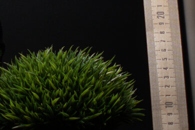 Canon EOS M50 Sharpness Scene Crop