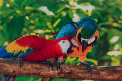 Epson WorkForce WF-2850 Parrots Picture