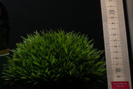 Sony RX10 V Sharpness Scene Crop