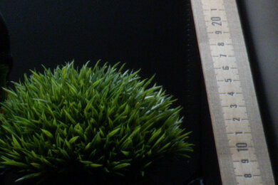 Canon PowerShot SX70 HS Sharpness Scene Crop