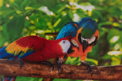 Epson WorkForce Pro WF-7310 Parrots Picture