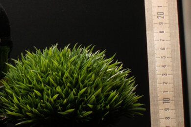 Olympus OM-D E-M10 Mark IV Sharpness Scene Crop