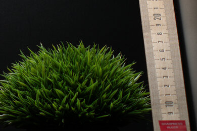 Sony α7R IIIa Sharpness Scene Crop