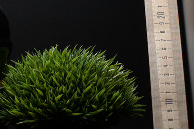 Sony α7 III Sharpness Scene Crop